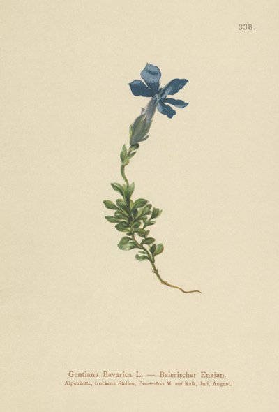 Bavarian Gentian by German School